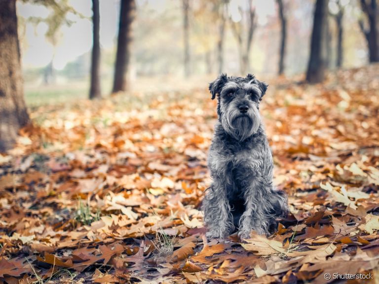 Schnauzer: conheça todas as características desse adorável cãozinho