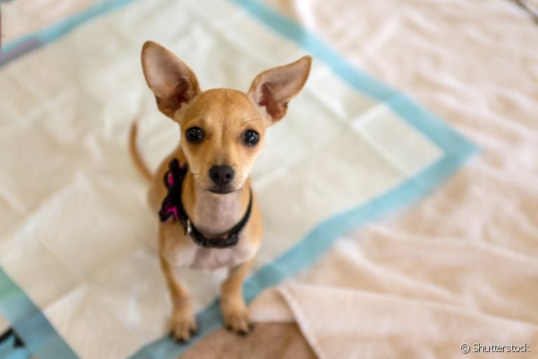 Não sabe como acostumar seu cachorro a fazer as necessidades em casa durante a quarentena? Veja algumas dicas!