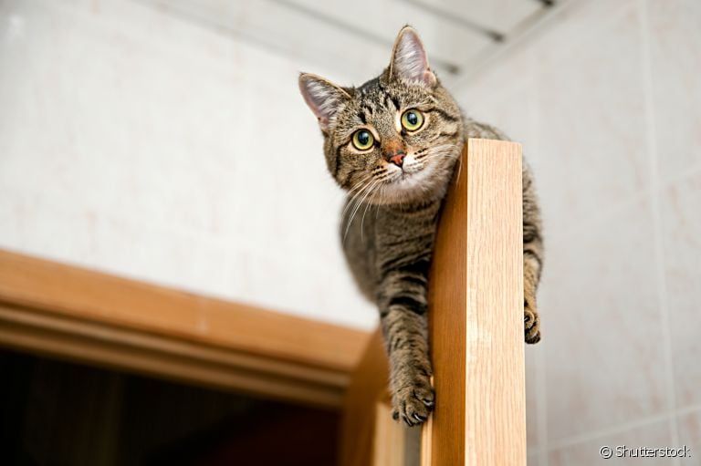  Gato horizontal x gato vertical: saiba como definir as preferências do animal e facilite a gatificação da sua casa 