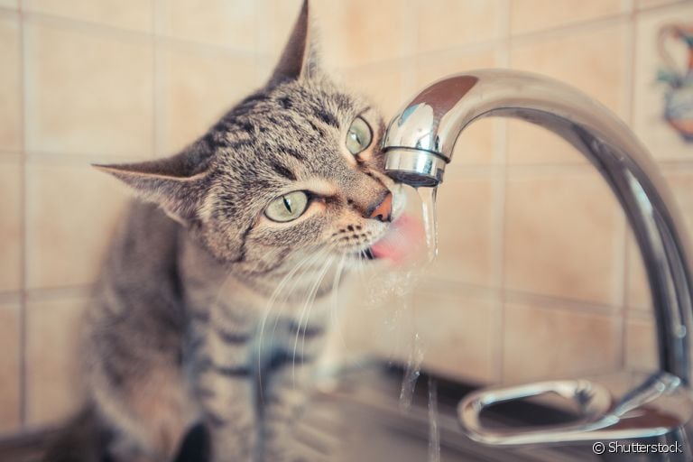 Como estimular seu gato a beber mais água? Existem diversas formas de fazer isso!