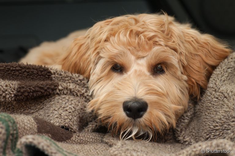  Degeneração mixomatosa : saiba mais sobre a doença que pode atingir o coração de cachorro 