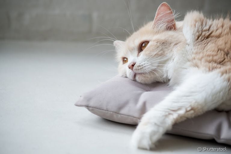 Gato com anemia: saiba como identificar o problema e o que fazer para prevenir