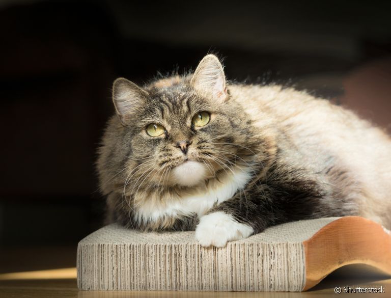 Arranhador de papelão para gatos: sustentável, barato e fácil de fazer