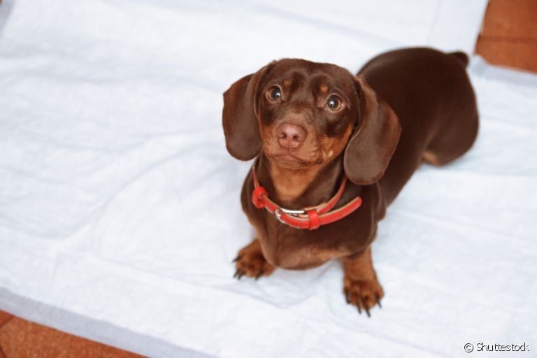 Banheiro de cachorro: veja algumas dicas para tornar o ambiente mais confortável para o seu amigo