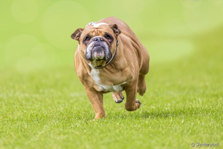 Cachorro obeso pode desencadear vários problemas de saúde! Veja como ajudar o seu amigo a perder peso.