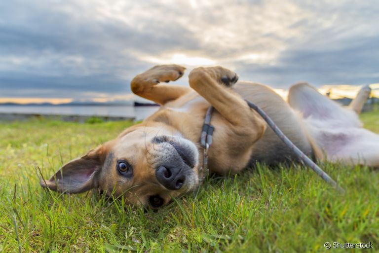 Vira-lata: descubra o que é mito e o que é verdade sobre a saúde desses cachorros