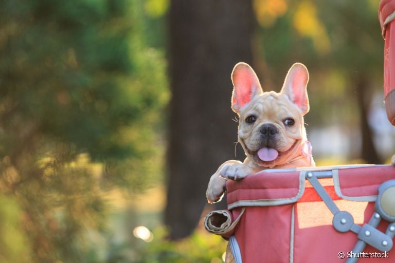 O carrinho para cachorro pode ser útil em diferentes ocasiões. Saiba quando e como usá-lo