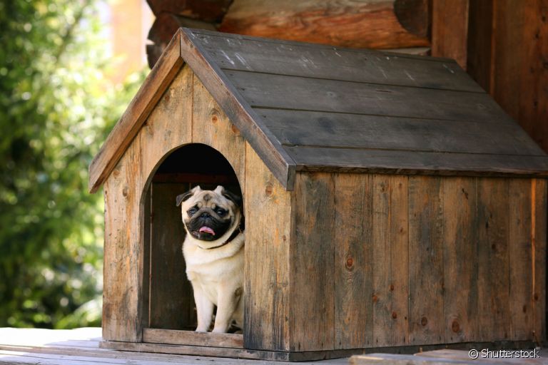 A casinha de cachorro de madeira é resistente e pode durar muitos anos se receber os cuidados adequados