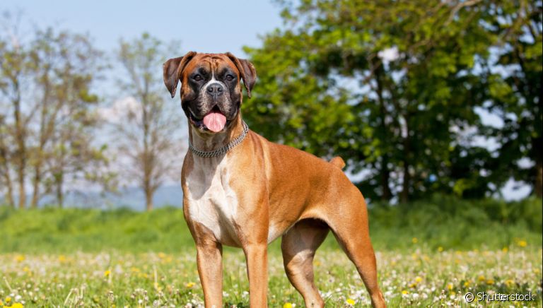 Descubra o que é caudectomia e os riscos que isso pode trazer para o seu cachorro