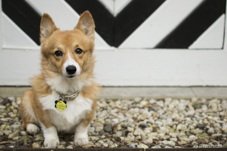 A coleira com identificação é um acessório super importante para a segurança do seu cachorro
