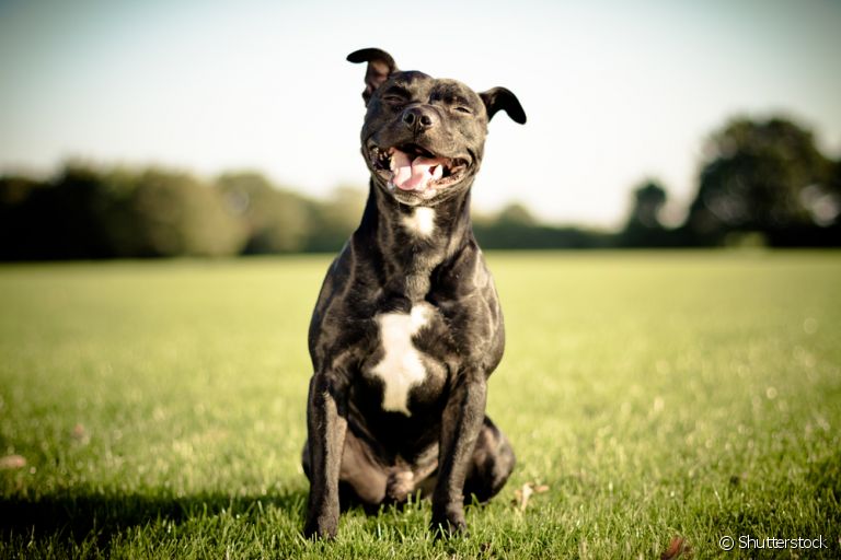 A resposta para como aumentar a imunidade do cachorro está relacionada com o bem-estar físico e psicológico do animal