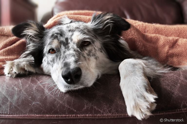 Algumas medidas são fundamentais para evitar que seu cãozinho fique doente!
