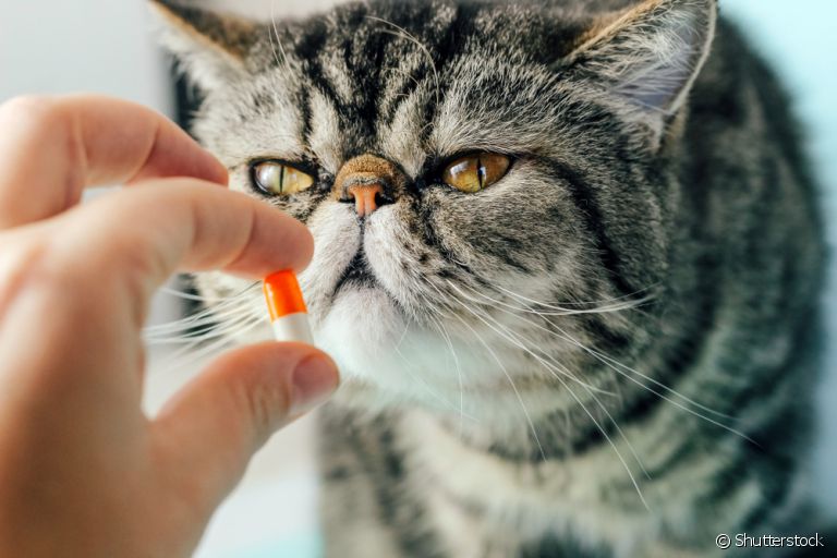 Dar remédio para gato é sempre uma tarefa complicada. Para te ajudar, listamos 5 dicas infalíveis!