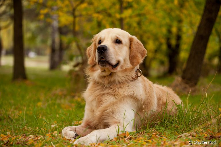  Golden Retriever: saiba mais sobre a personalidade dessa raça tão querida entre os brasileiros 