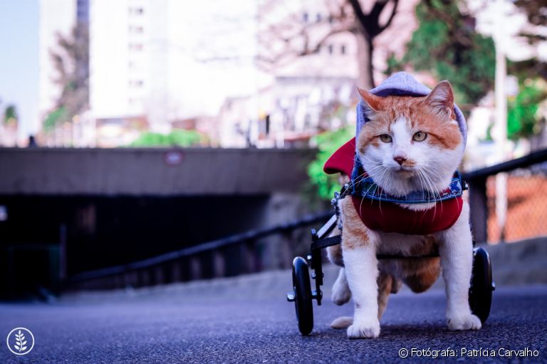 Gato amputado: saiba que cuidados são necessários para cuidar de um bichinho deficiente