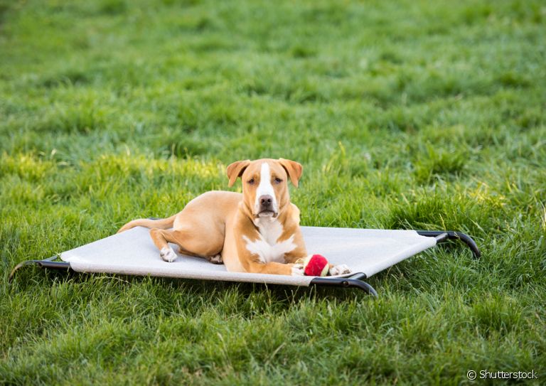 Aprenda a fazer uma cama suspensa para cachorro usando materiais baratos e acessíveis!