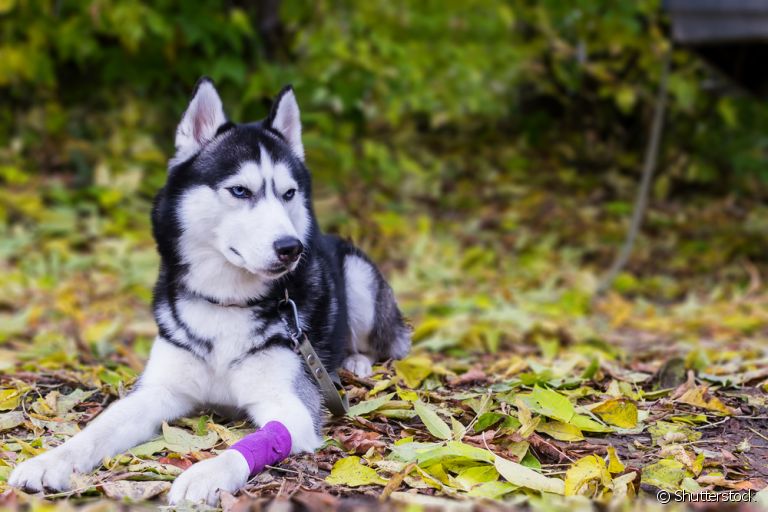 O cuidado com os ossos do cachorro deve começar quando ele ainda é filhote