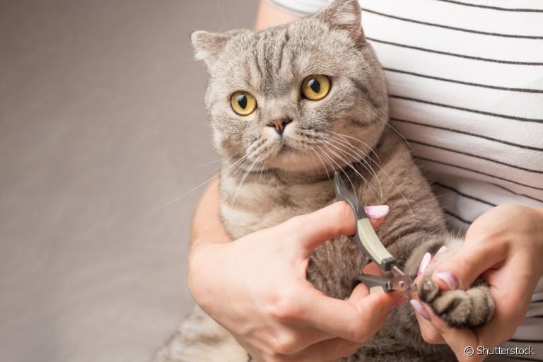 Cortador de unha de gato: conheça os modelos mais comunse as funcionalidade de cada um