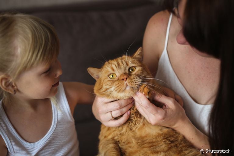 Para cuidar de gato, é importante saber que alguns custos são necessários para manter a qualidade de vida do animal