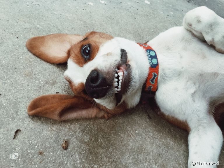 O cachorro sorrindo é a cena mais fofa do mundo