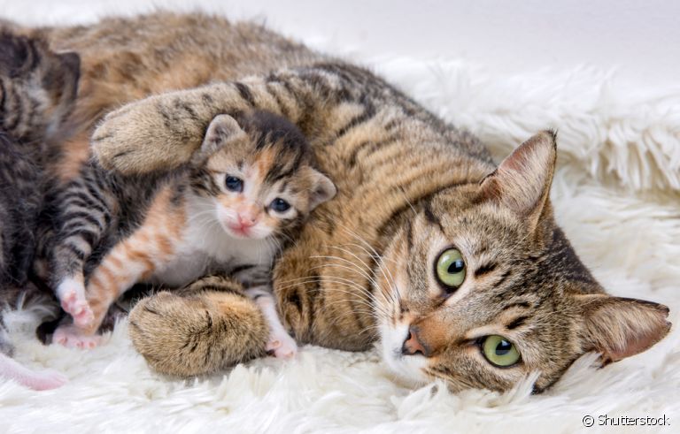 Gestação de gato: separamos algumas dicas de cuidados para te ajudar a lidar com esse período!