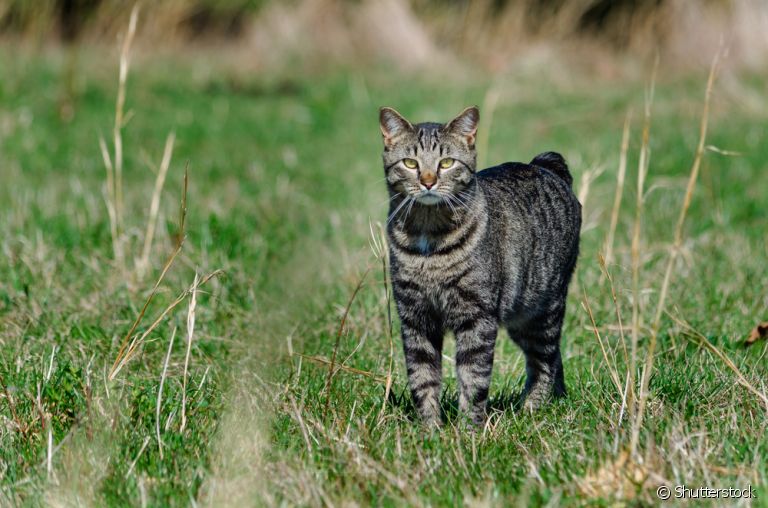 Gato manês ou manx: você já ouviu falar nessa raça de gato? Saiba tudo sobre ela!