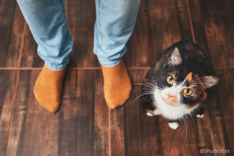 Gatos atendem pelo nome ou apenas são estimulados pela voz do tutor?