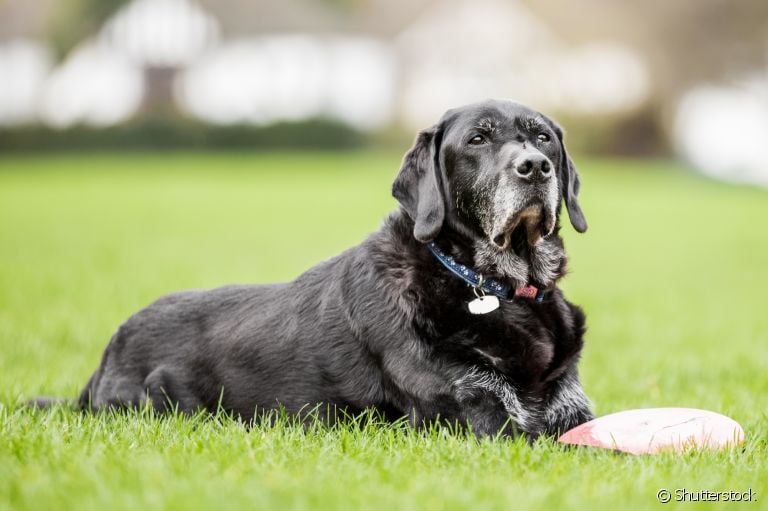  Hiperadrenocorticismo em cães: saiba mais sobre essa doença que costuma atingir cachorros idosos 