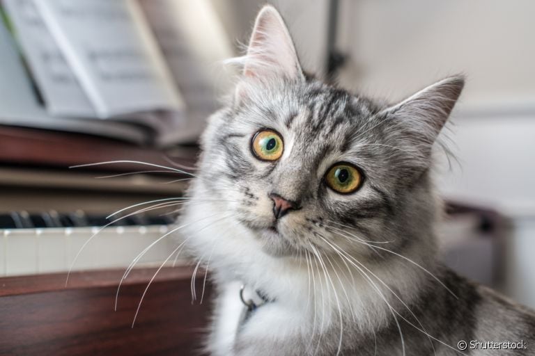 Música para gato: descubra os benefícios dessa técnica para o bem-estar do seu amigo