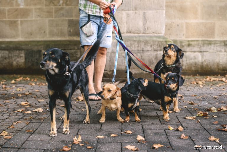 Passeador de cães: quais cuidados você precisa tomar antes de contratar esse profissional?