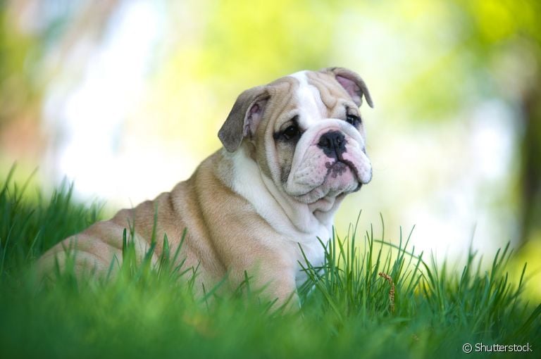 Algumas raças de cachorro, entre elas o Buldogue Inglês, ganham peso com mais facilidade
