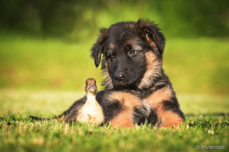 Conheça as raças de cachorro que são perfeitas para quem mora em chácaras, sítios e fazendas 