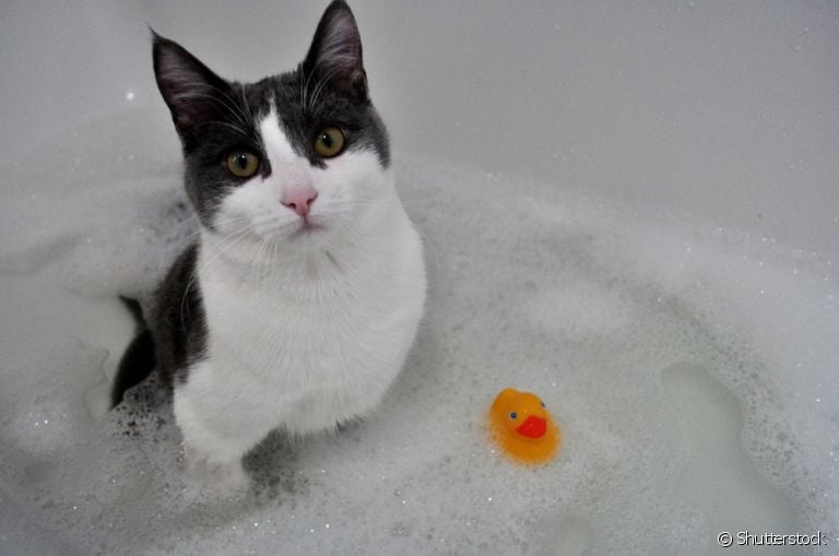 Shampoo para gatos: você sabe qual o melhor para usar caso o seu bichano precise de um banho?