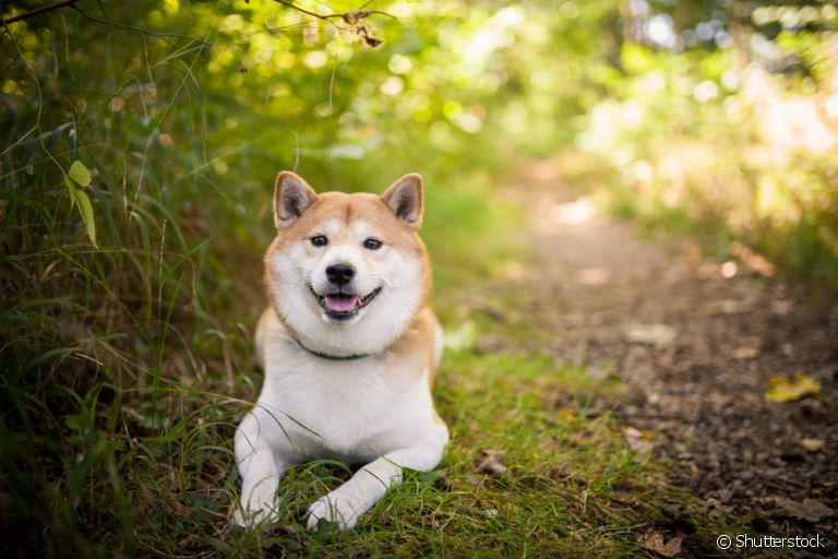 O Shiba Inu é um cachorro apaixonante. Conheça todas as características da raça!