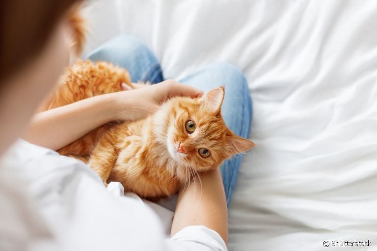 O vermífugo para gatos faz parte dos cuidados que você deve ter com o animal
