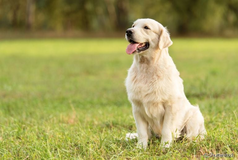  A anatomia do cachorro é bastante curiosa e determina alguns comportamentos do seu amigo 