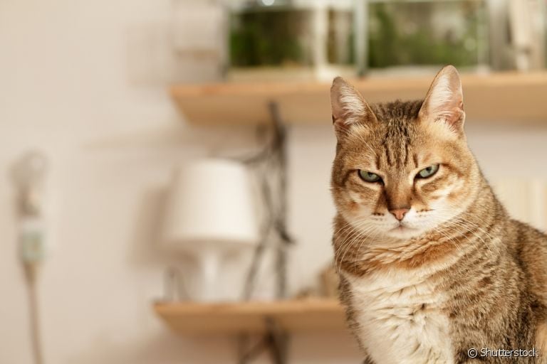 Gato estressado: saiba quais situações do cotidiano podem irritar o seu amigo