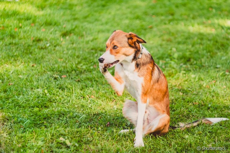 Cachorro mordendo a pata: saiba o que pode estar causando esse comportamento no seu amigo