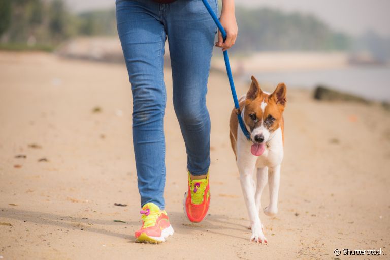 As zoonoses são infecções que podem ser transmitidas de animais para humanos. Conheça as mais comuns que atingem os cães.