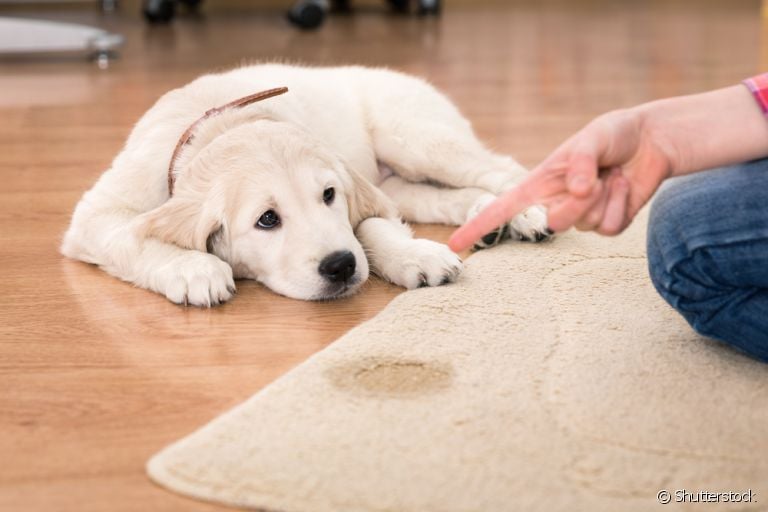 O cachorro fazendo xixi fora do lugar pode acontecer por diferentes motivos. Saiba mais!