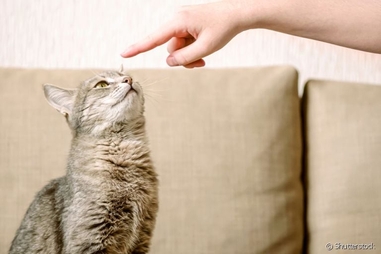 Adestrar gatos requer paciência e respeito aos limites do bichano!