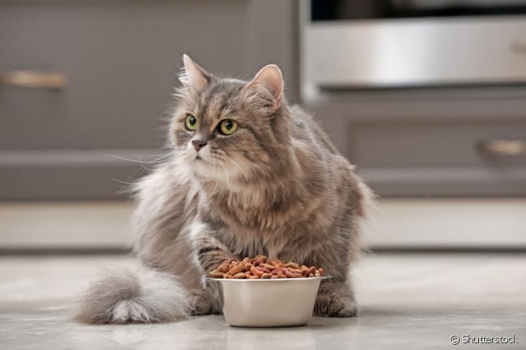 Será que a ração de gato pode ajudar a prevenir as bolas de pelo? Veja o que uma especialista tem a dizer!
