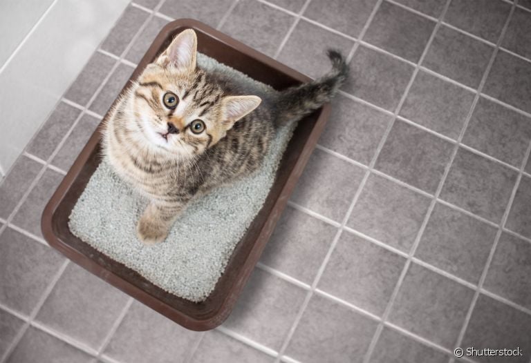  Caixa de areia para gatos: veja algumas dicas para garantir que o acessório fique no melhor lugar da casa 