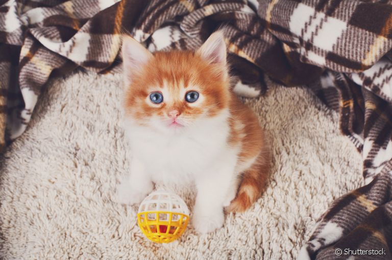 Bolinha para gatos: o brinquedo pode ajudar a estimular e divertir o seu bichano!