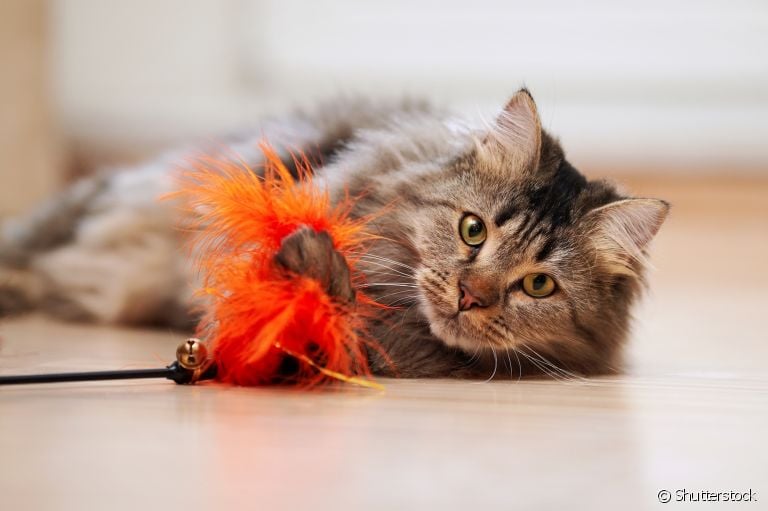 Os brinquedos para gatos podem ajudar no entretenimento e desenvolvimento do animal. Veja algumas opções abaixo!