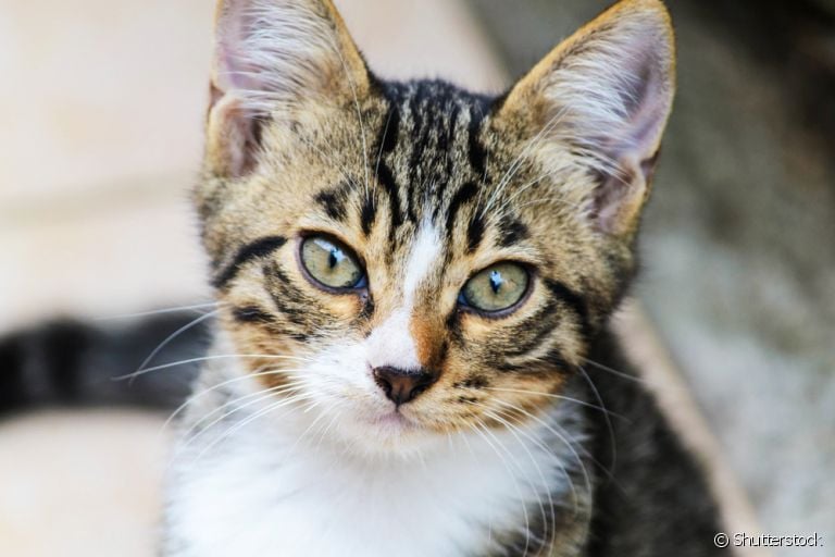 O gato tossindo é um dos principais sintomas da bronquite felina