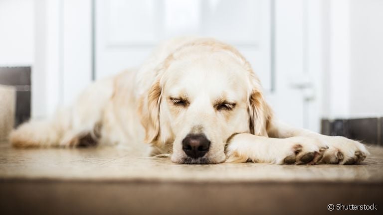  Cachorro tem sonhos, sim: descubra mais sobre o assunto aqui! 