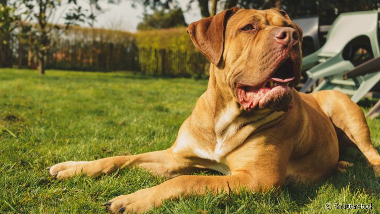 Cão Boerboel: saiba mais sobre essa raça grande e afetuosa!