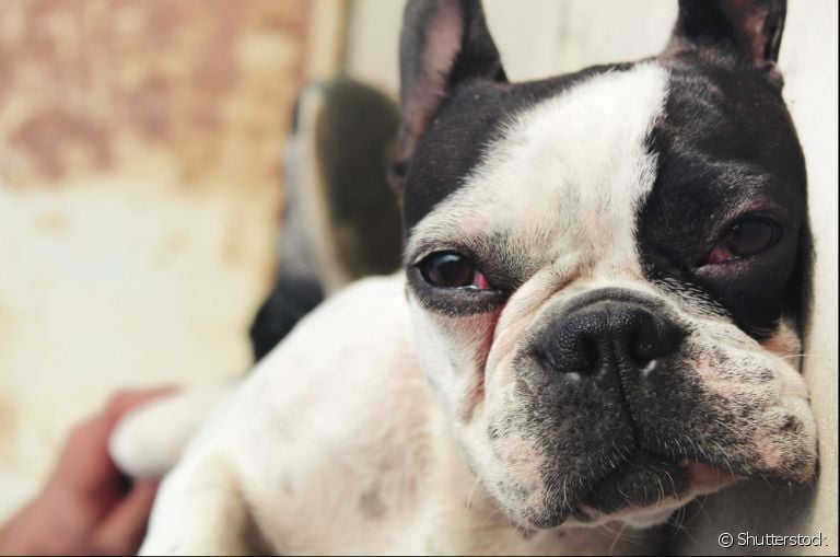 Doença no olho do cachorro: saiba quais são as mais comuns e como identificar
