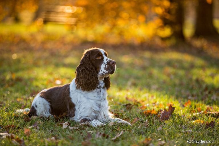 Cocker Spaniel é uma ótima companhia para se ter em casa! Saiba tudo sobre a raça